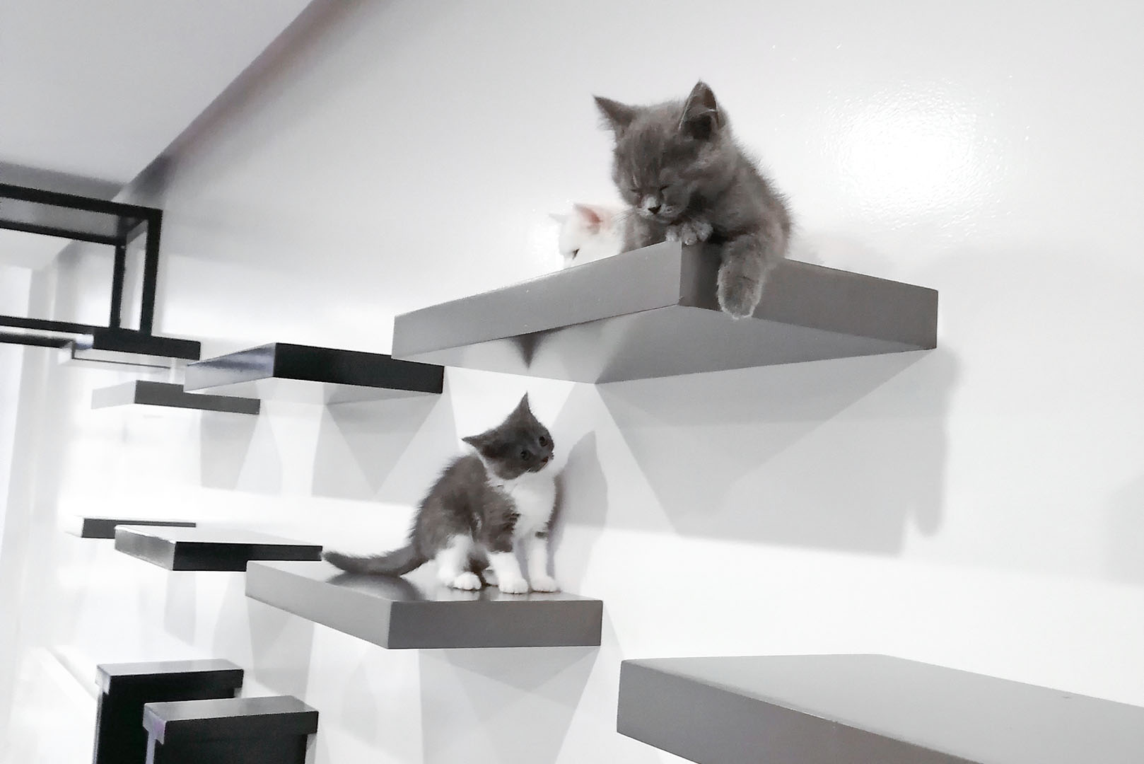 Animalia_cat