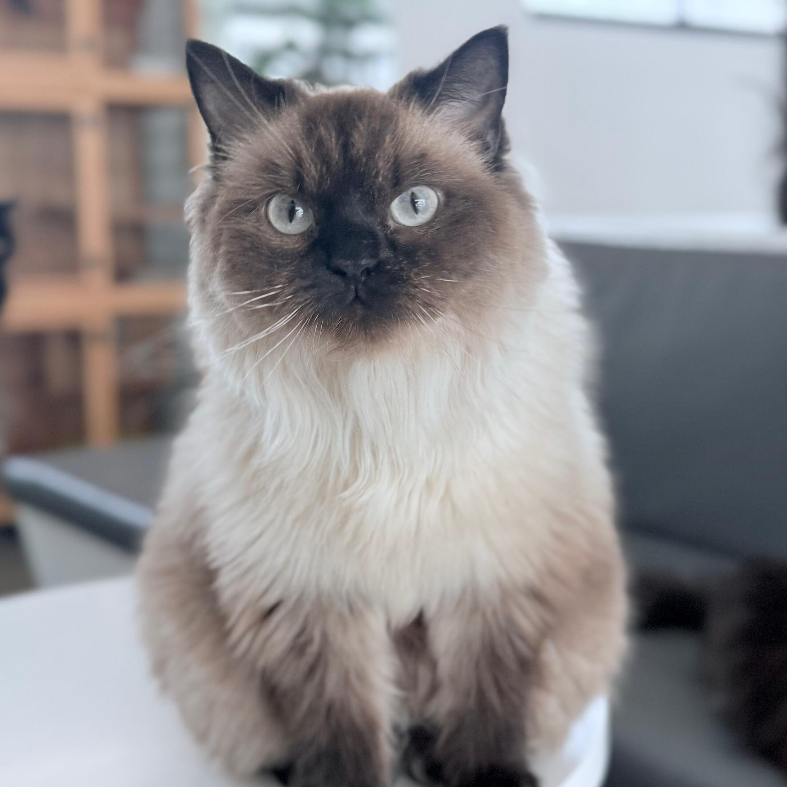 Sandi