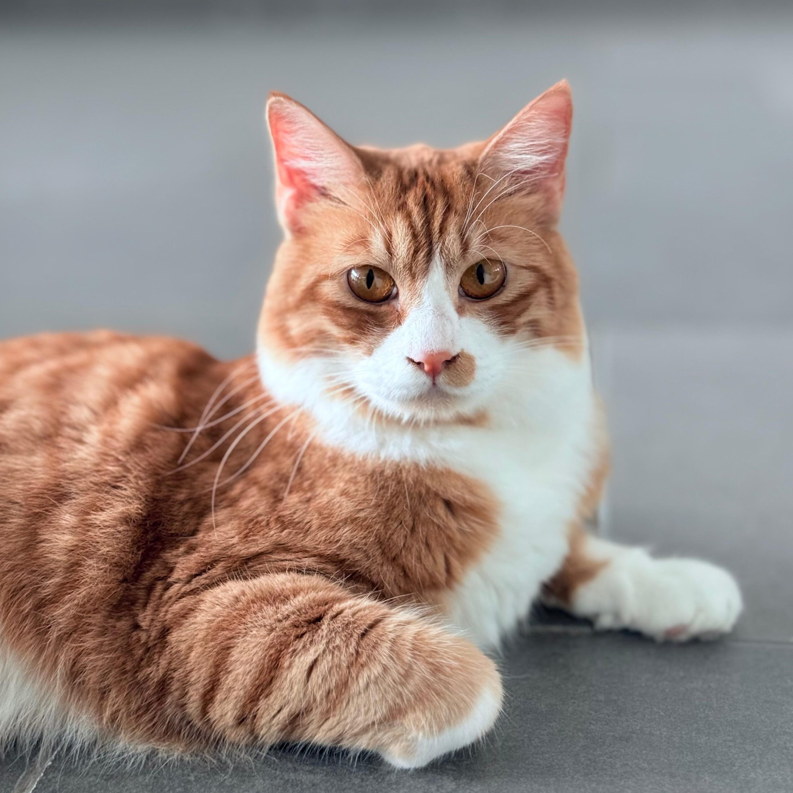 Luca
