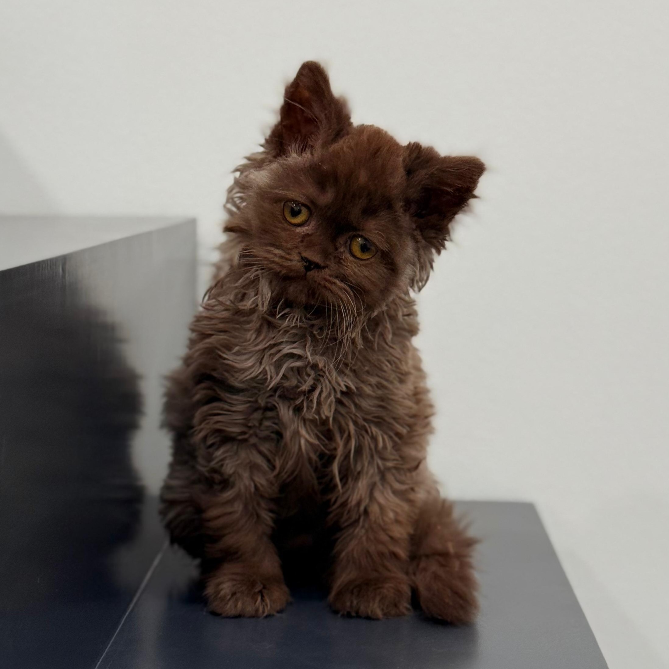 Gremlin