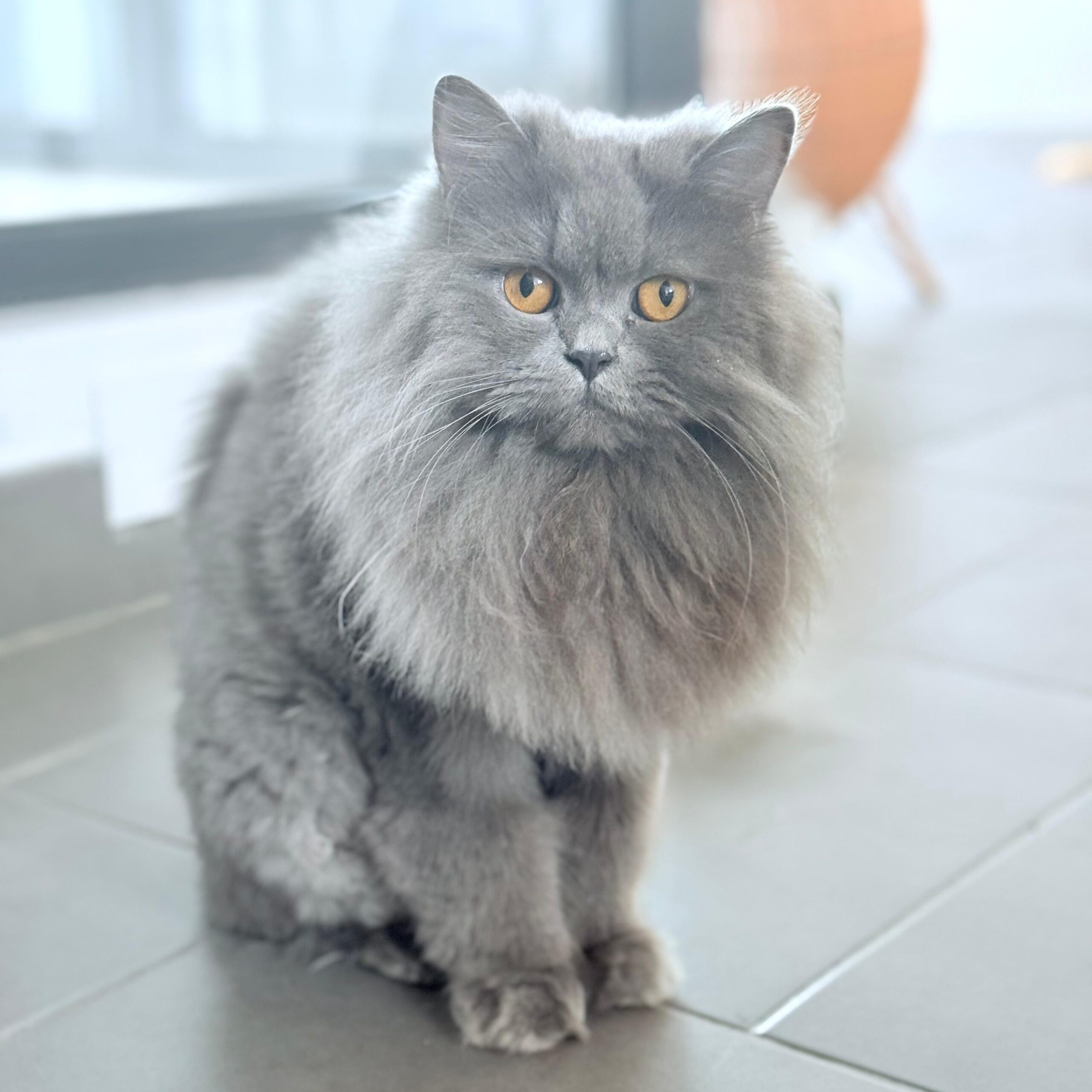 Gia