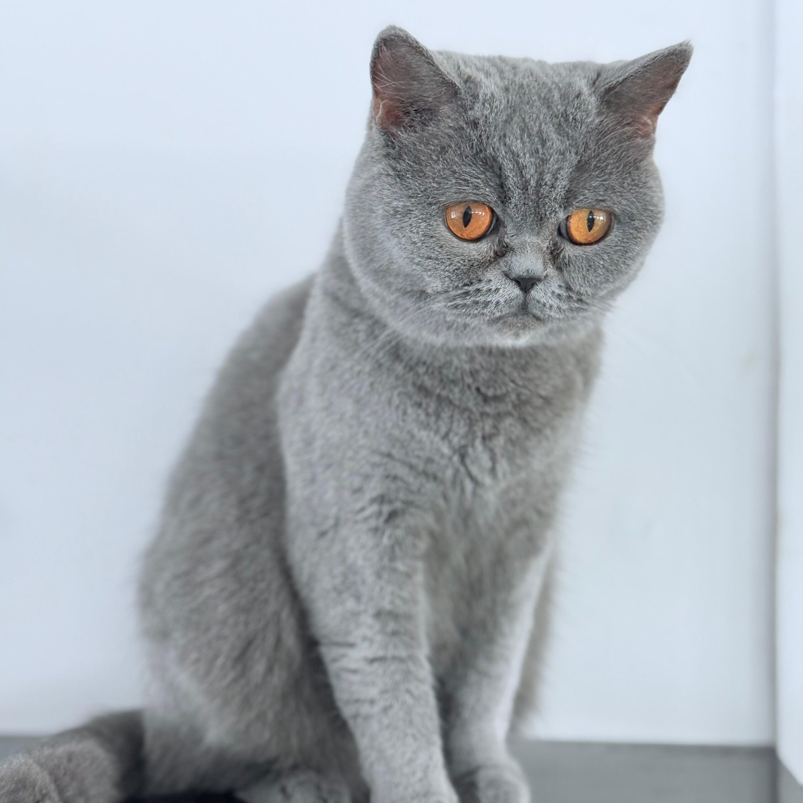 Elsa